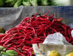 Pemprov Riau Datangkan Cabai dari Sleman untuk Tekan Harga di Pekanbaru