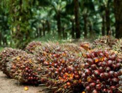 Dipicu Pelemahan CPO dan Kernel, Harga TBS Mitra Swadaya di Riau Turun