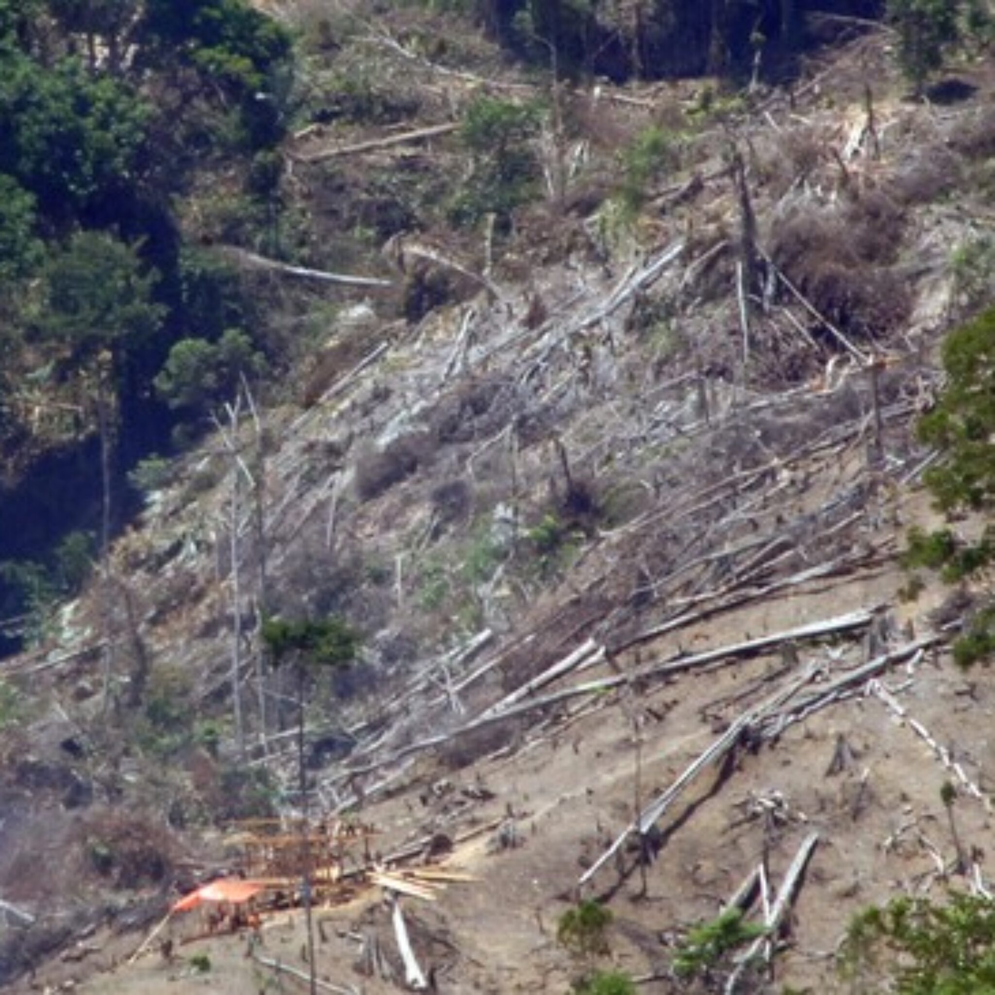 Kemenhut Temukan 5 Lokasi Pembalakan Liar Pemicu Banjir Sumatra