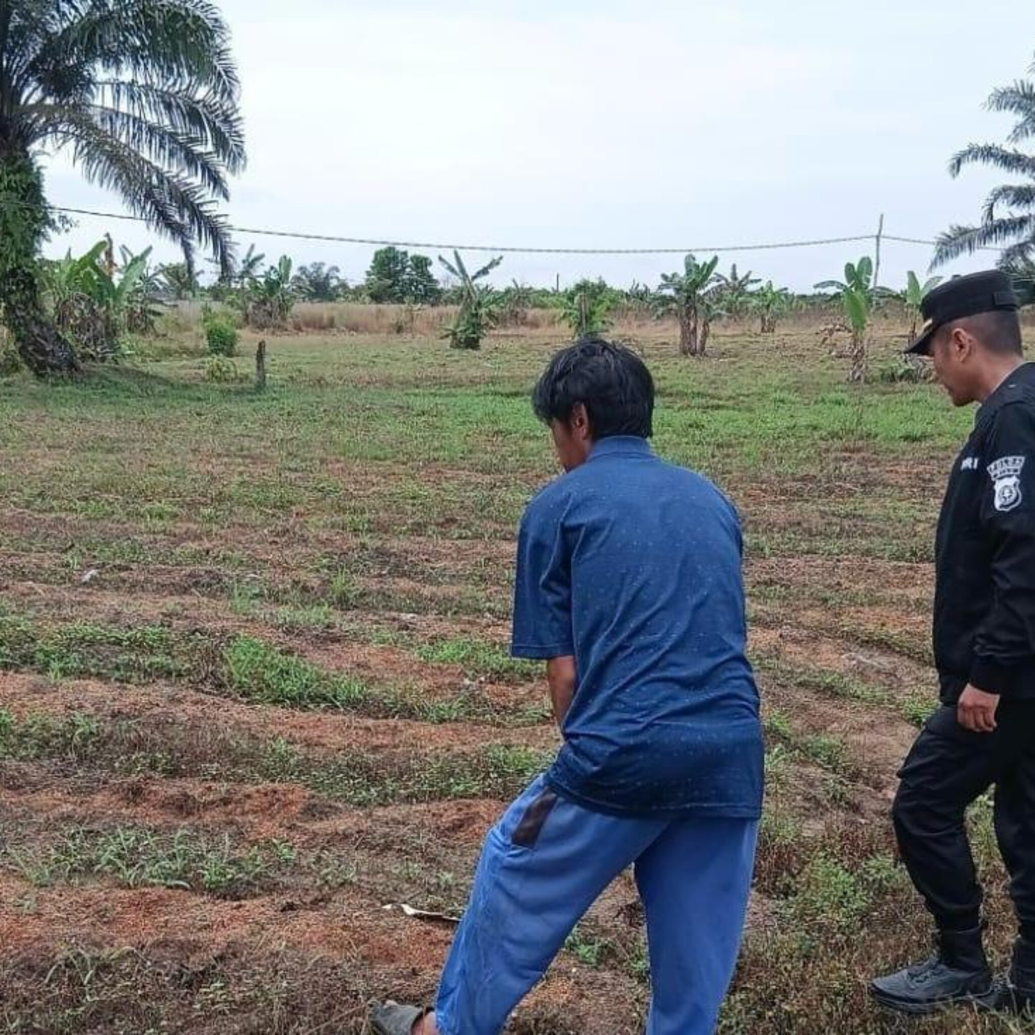 Sinergi Polri dan Warga: Polsek Payung Sekaki Kawal Suksesnya Program Ketahanan Pangan Lewat Budidaya Jagung Manis