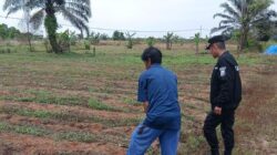 Sinergi Polri dan Warga: Polsek Payung Sekaki Kawal Suksesnya Program Ketahanan Pangan Lewat Budidaya Jagung Manis